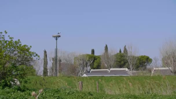 Λευκές εστίες Ciconia ciconia κοντά σε κατοικημένη περιοχή σε φωλιά Montpellier — Αρχείο Βίντεο