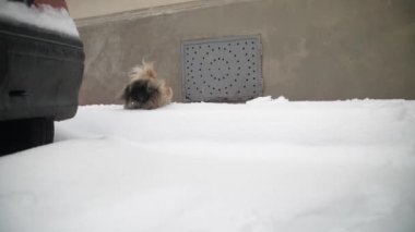 Montpellier Fransa 'sında karlı bir kaldırımda zıplayan Pekin köpeği. Yavaş çekim
