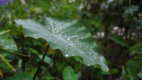Wassertropfen auf grünem Blatt Nahaufnahme auf Laub, grüner Garten Montpellier Moco — Stockvideo