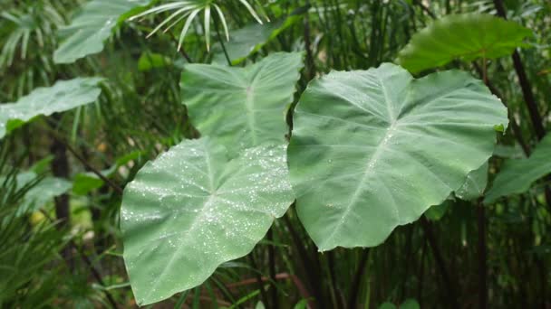 Hojas verdes gigantes con gotas de agua en el jardín Moco Montpellier — Vídeos de Stock