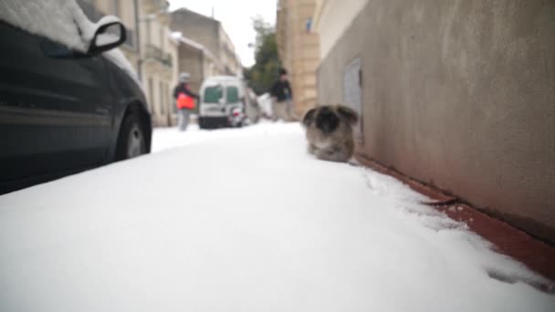 Tânăr câine pekingez alergând pe un trotuar înzăpezit în Montpellier Franța. Slow mo — Videoclip de stoc