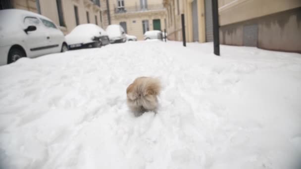 Pekingese rulează pe o vedere de drum înzăpezită din spate lent mișcare Montpellier Franța — Videoclip de stoc