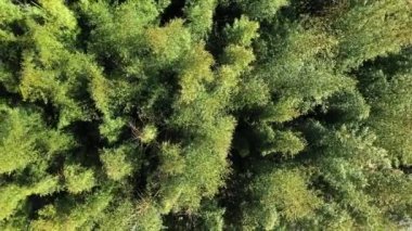 Uçağı dev bir bambu orman tepe örtüsünün üzerine sabitleyin. Rüzgarlı güneşli gün yeşil Bambusoideae