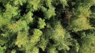 İnsansız hava aracı dikey görüntüsü rüzgarlı, dev bir bambu kanopi Bambusoideae üzerinde yükseliyor. Güneşli gün Fransa