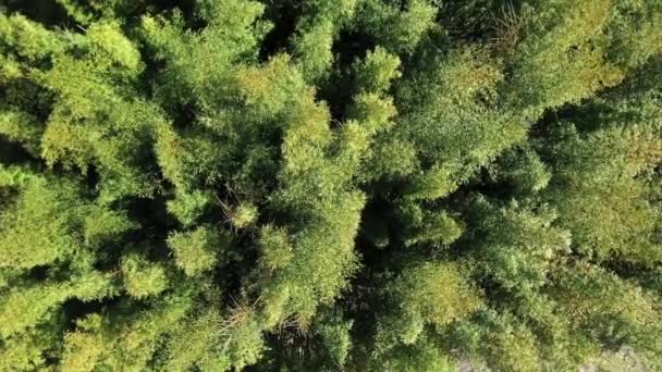 巨大的竹林垂直空中无人驾驶飞机的观点 绿竹节虫 — 图库视频影像