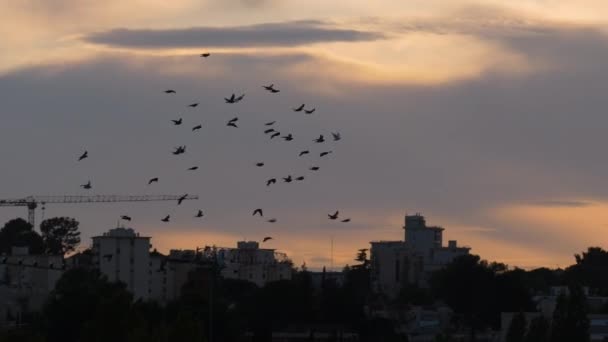 Stado ptaków na zachodzie słońca w dzielnicy mieszkalnej Montpellier we Francji — Wideo stockowe
