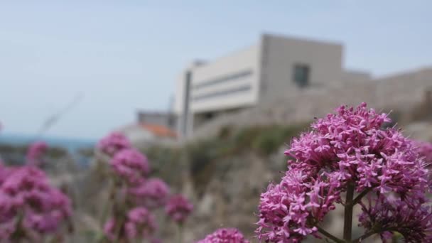 Sea Museum Sete med blomma i förgrunden Frankrike — Stockvideo