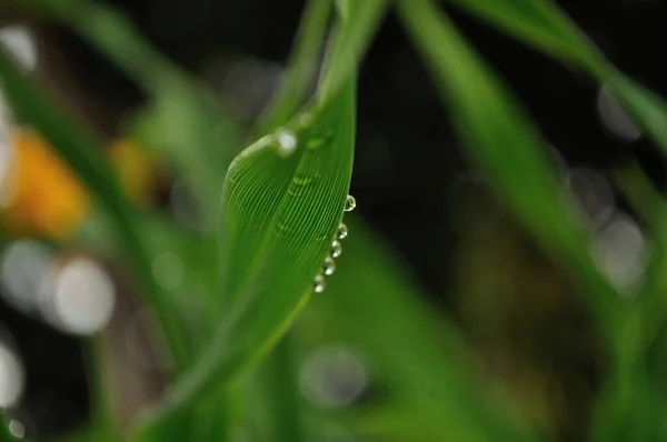 Morning Dew Stays Green Leaves — Stock Photo, Image