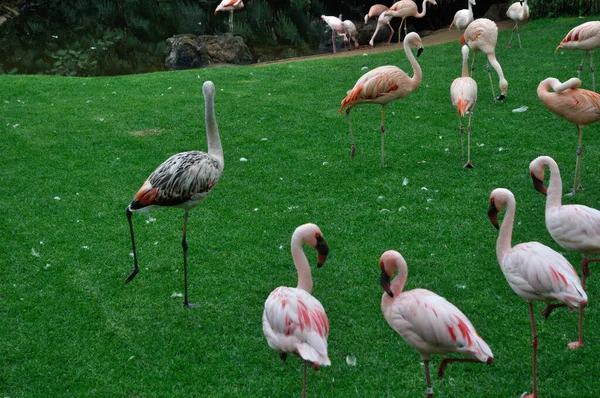 Gruppe Flamingos Beobachtet Die Neue — Stockfoto