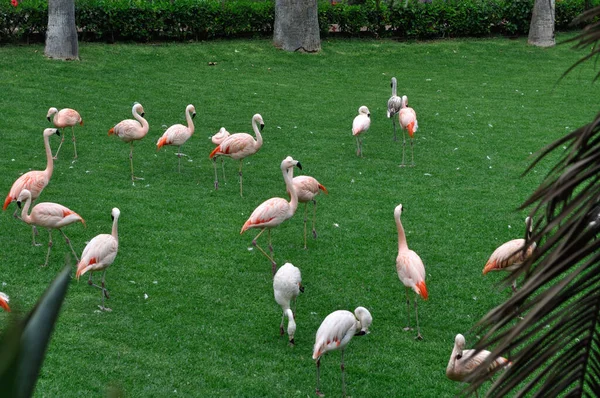 Pink Flamingos Rest Green Meadow — Stock Photo, Image