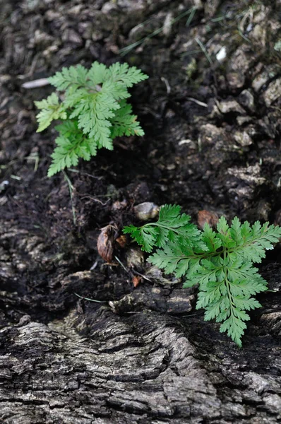 Small Ferns Grow Best Moist Soil — Stock Photo, Image