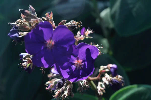 Фіолетова Квітка Ловить Сонячні Промені — стокове фото