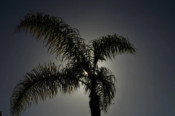 太阳隐藏在棕榈树后面 — 图库照片