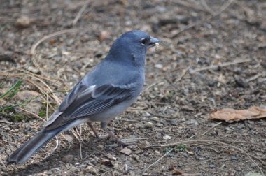 Vahşi kuş ormanın hareketlerini izliyor.