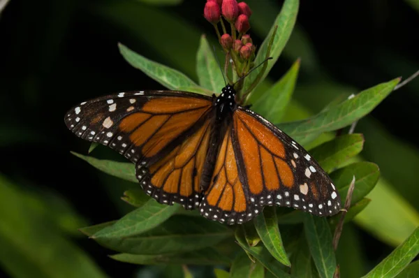 Papillon Repose Son Travail Acharné Pollinisation — Photo