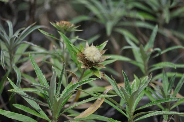 Enquanto Isso Verde Uma Flor Cardo Mostra Sua Doçura — Fotografia de Stock