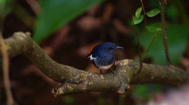 Hintli kuş bülbülü bir dala oturmuş