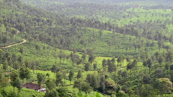 Tea Ültetvény Valparai Tamilnadu Indiában — Stock Fotó
