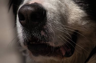 Yakın plan del Hocico de un peroo boyero de berna