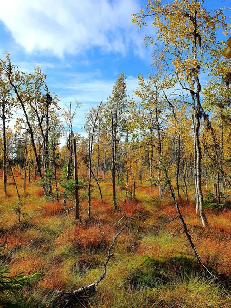 Autumn Forest Morning Autumn Forest — Stock Photo, Image