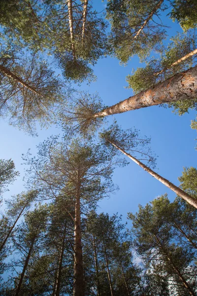 Tall pine tree tops against blue sky in a sunny day