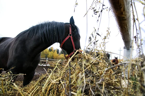 Big horse near a big haystack in a summer day