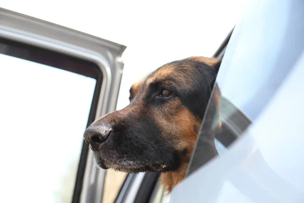 Muzzle of the dog German Shepherd in the car