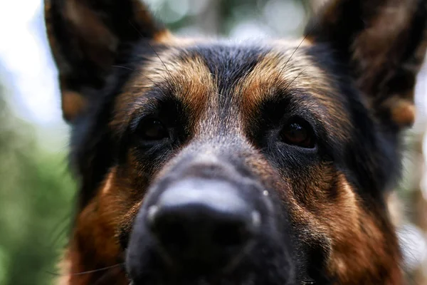 Muzzle of a Dog German Shepherd outdoors. Attention to the eyes