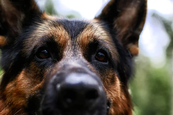 Muzzle of a Dog German Shepherd outdoors. Attention to the eyes
