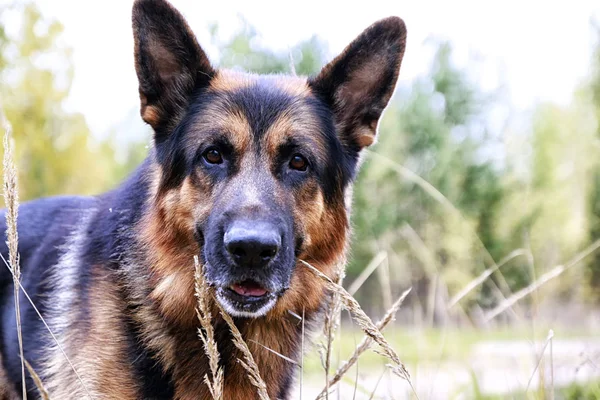 Muzzle of a Dog German Shepherd outdoors