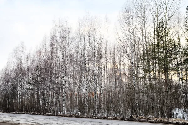 Trees without leaves against the cloudy sky in winter or early spring. Gloomy, sad landscape