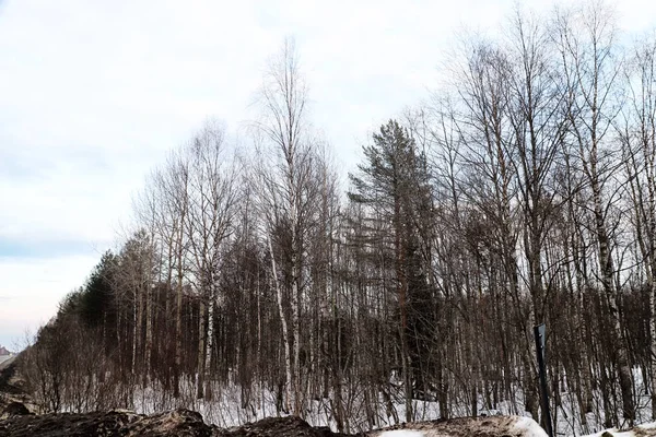 Trees without leaves against the cloudy sky in winter or early spring. Gloomy, sad landscape