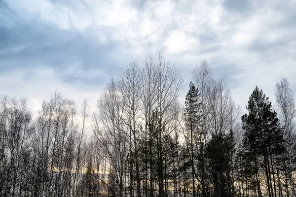 Trees without leaves against the cloudy sky in winter or early spring. Gloomy, sad landscape