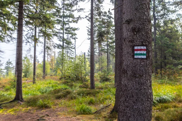 Marking the tourist route painted on the tree. Travel route sign.