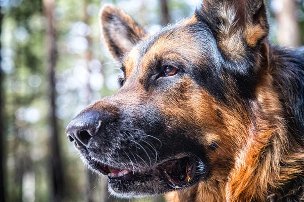 Muzzle dog German shepherd in the forest