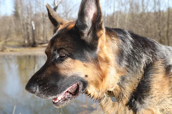 Muzzle of a Dog German Shepherd outdoors in a sunny day