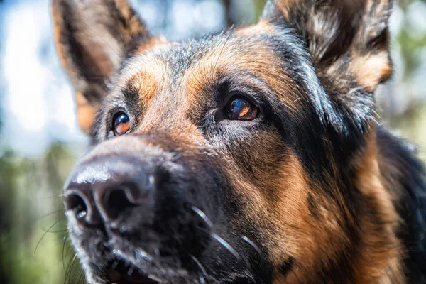 Muzzle dog German shepherd in the forest