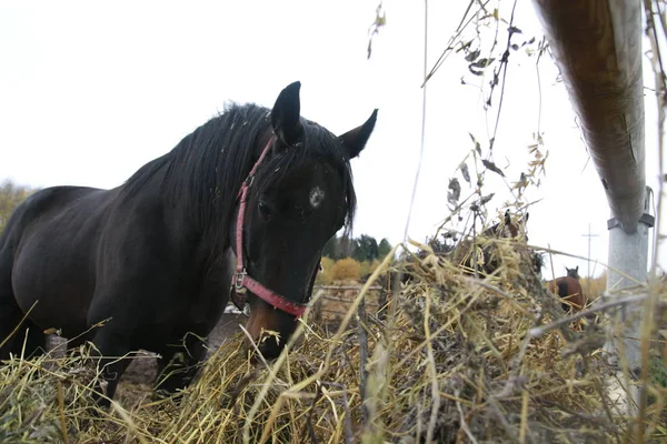 Big horse near a big haystack in a summer day