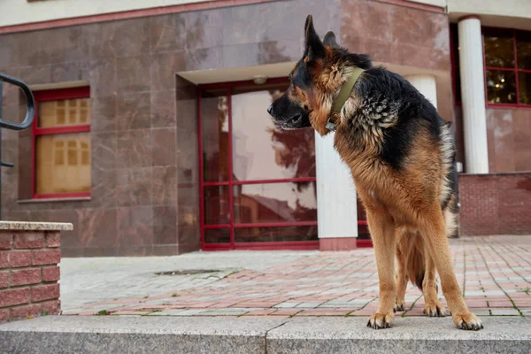 Big dog German Shepherd in a city in a day