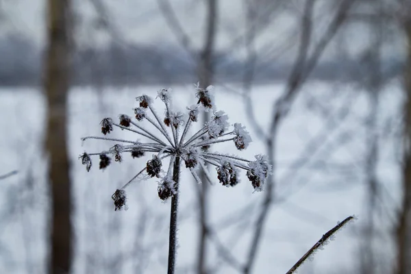 Snow covered plants in winter in the middle lane of Russia