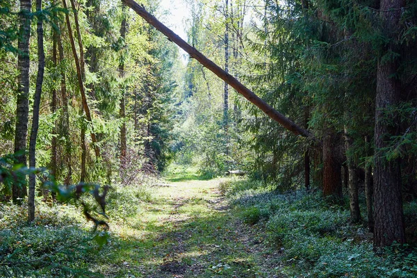 Path in the woods among the tree trunks in a forest