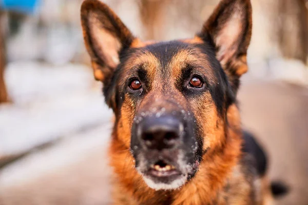 Muzzle of Dog German Shepherd outdoors and blurred background
