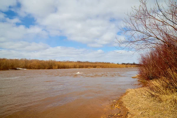 Spring landscape with river, yellow grass on the shore, trees without leaves and blue sky with white clouds in the background