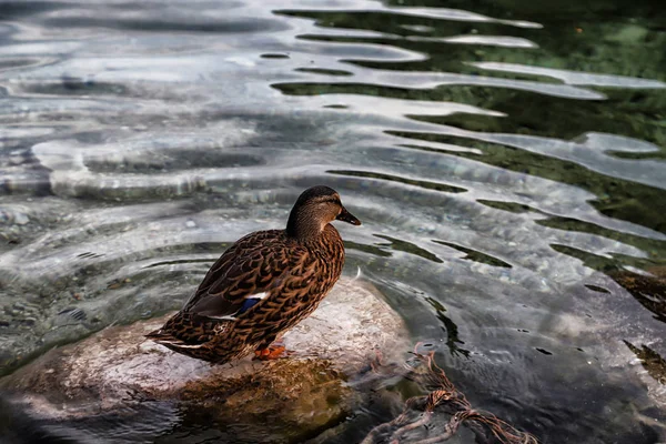 One duck standing on a stone by the water