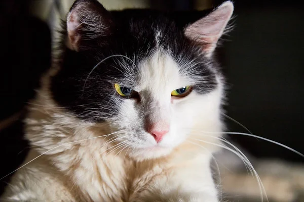 Muzzle of black and white pet cat with long mustaches in the room