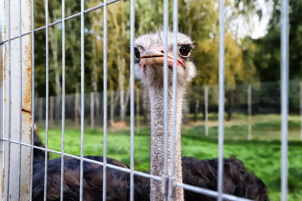 Head of ostrich in a cage and greenery behind him on a summer day