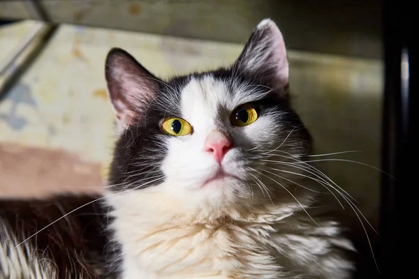 Muzzle of black and white pet cat with long mustaches in the room