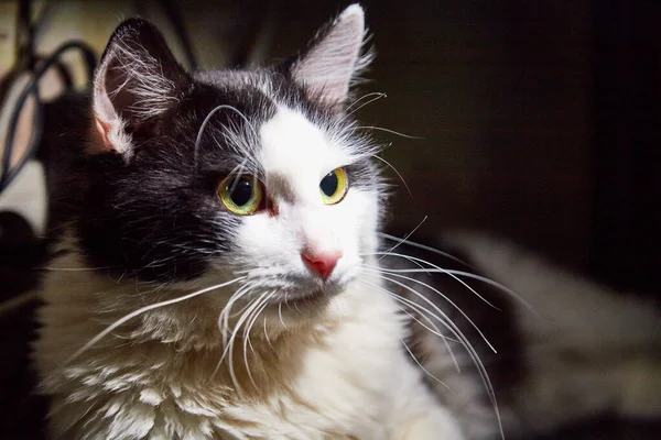 Muzzle of black and white pet cat with long mustaches in the room