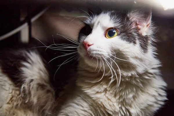 Katze Mit Zunge Raus Stockfoto Ciumari63 30117085