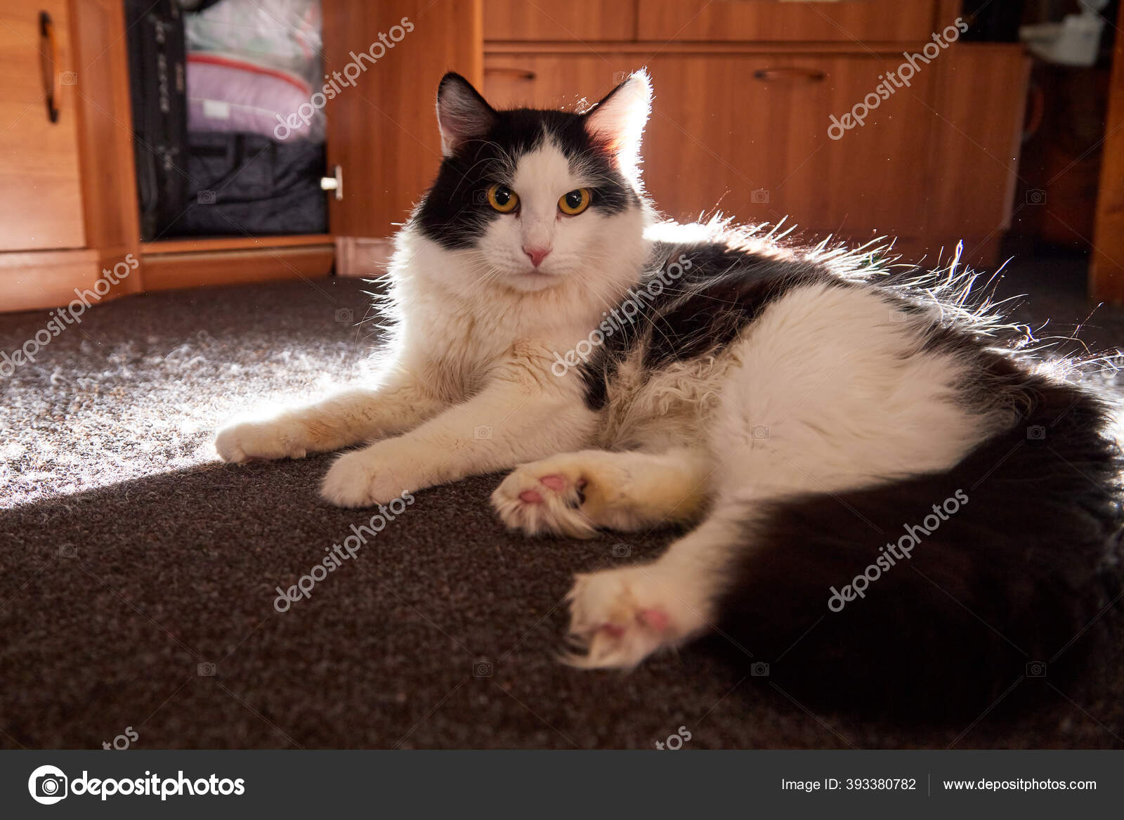 Kucing Hitam Dan Putih Muda Yang Lucu Dalam Rumah Atau Stok Foto Keleny 393380782